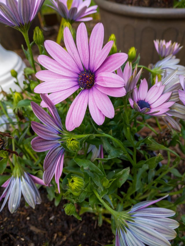 Picture of our African daisy – Reddit Post
