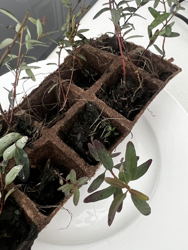What eucalyptus is that?