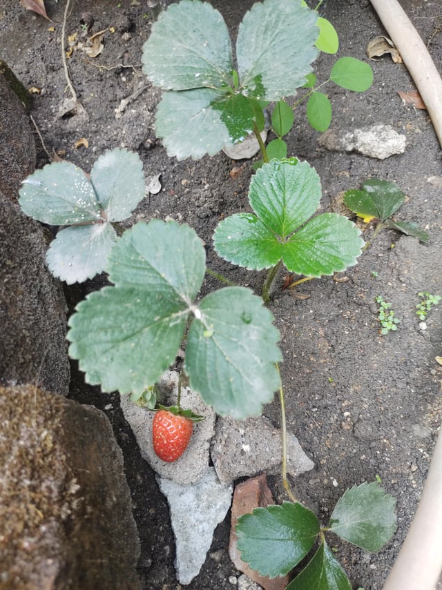 Strawberry in my backyard – Reddit Post