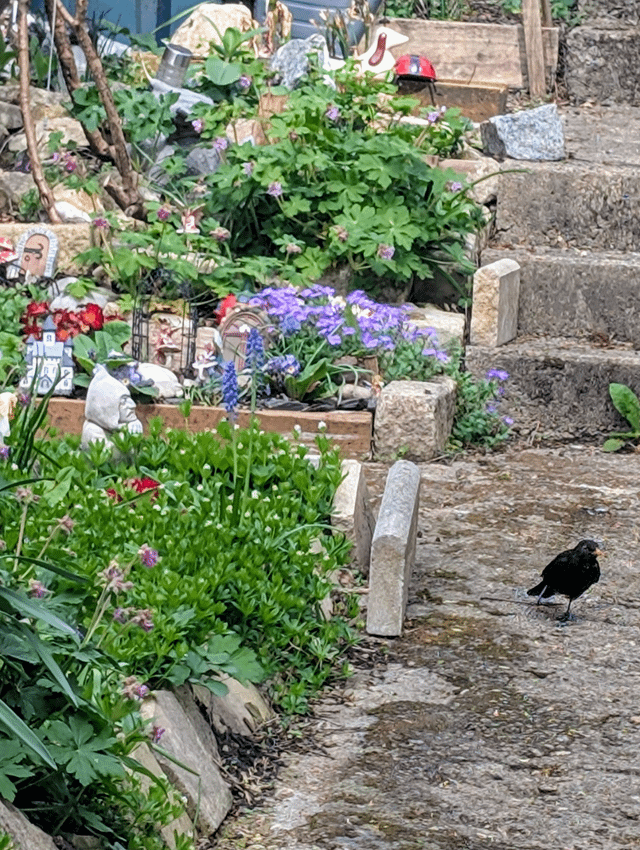 A little bird came to visit