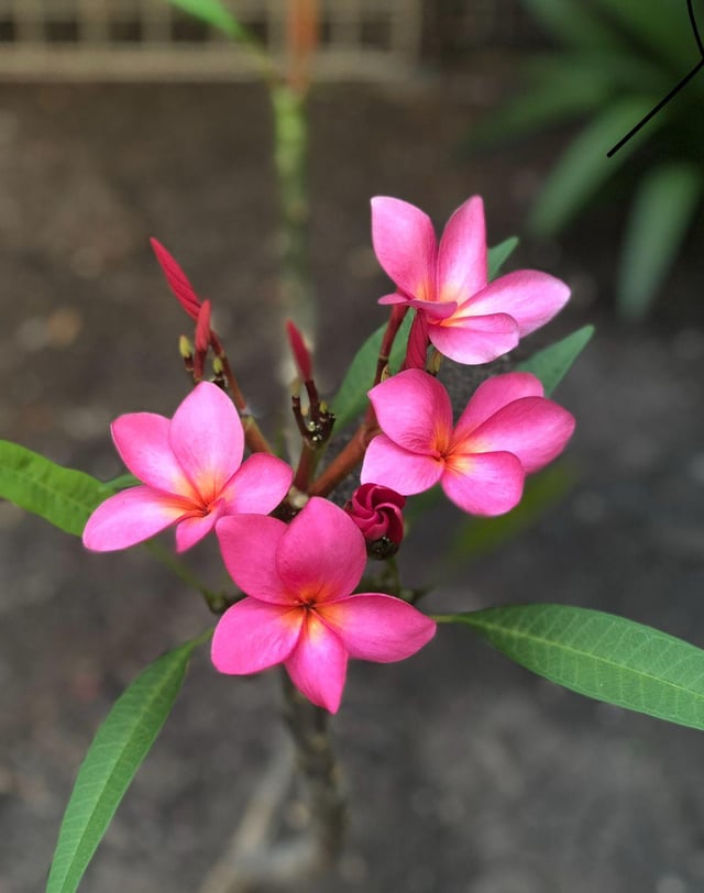 Sometimes, a flower says more than a thousand words 😍💖🌸 – Reddit Post