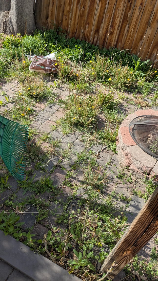 Help! I need to kill these weeds without hurting our animals – Reddit Post