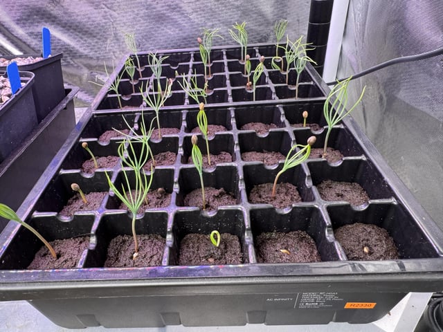 May these baby Ponderosa Pines brighten your day. – Reddit Post