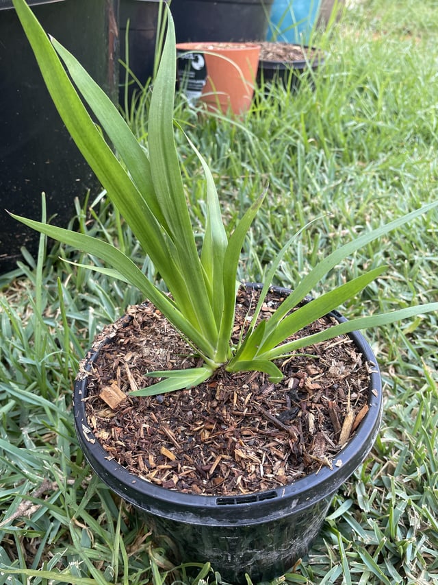 Do I have two kangaroo paws growing in my pot?