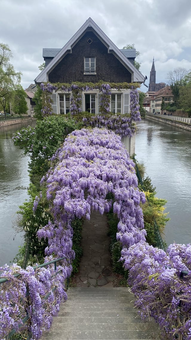 Wisterias in Strasbourg, France – Reddit Post