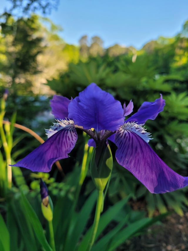 Iris season – Reddit Post