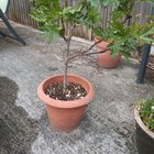 Potted Fig