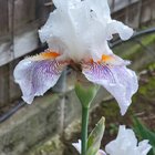 Another bloom this morning – Reddit Post