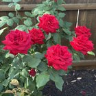 Rose season! – Reddit Post