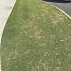 What is happening to my lawn?