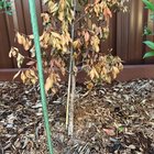 Why is this Lilly pilly dying/dead?