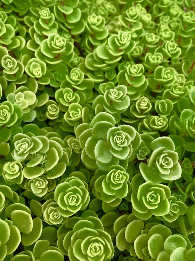 These are my wife’s succulents, they look so mesmerizing – Reddit Post