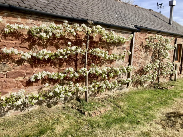 Espalier pear blossom