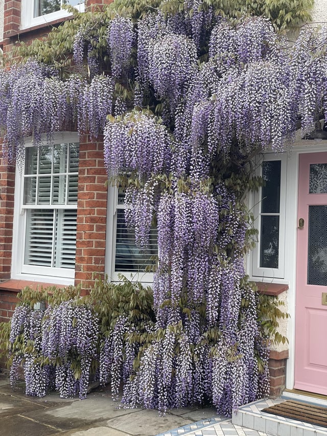 It’s that time of year again, Wisteria!