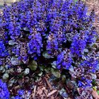 I might have a favorite color in the garden 💜 – Reddit Post