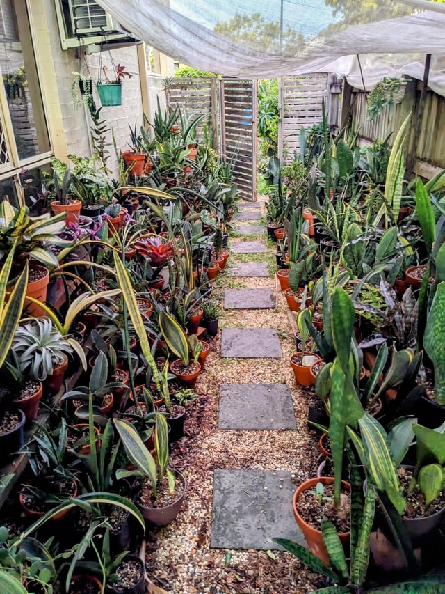 My Sansevieria garden – Reddit Post