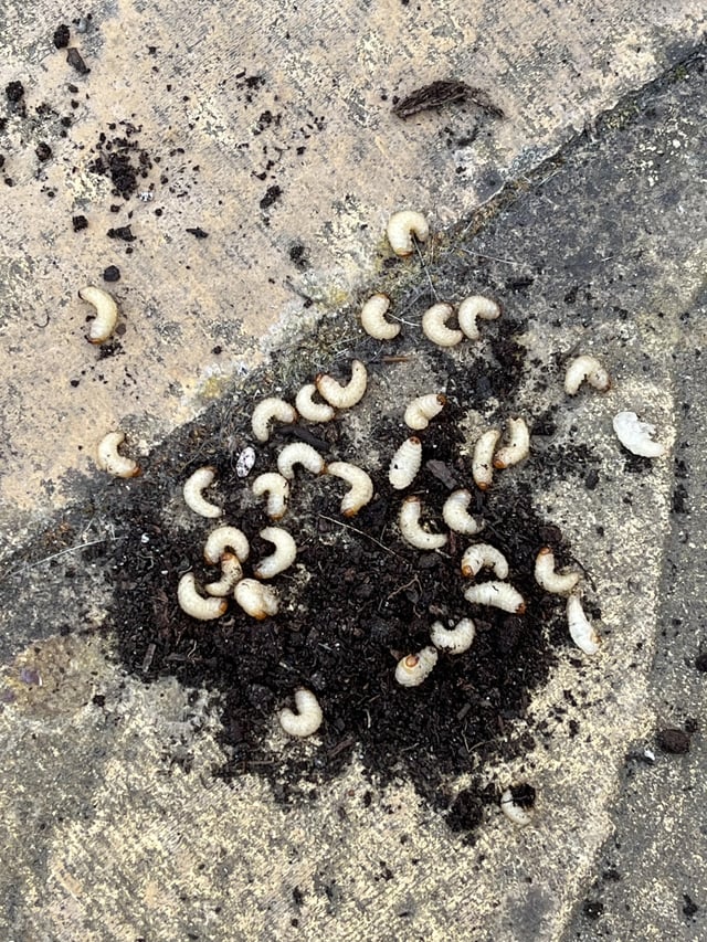 The reason my strawberry plants died this year.