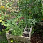 Not everyone is a fan of cinder block raised beds for their veggies, but we took a chance. – Reddit Post