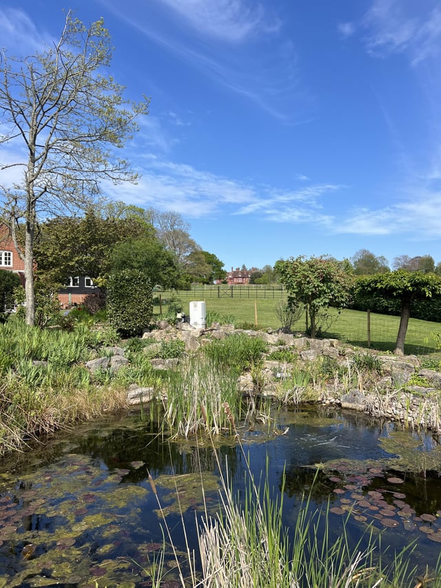 The pond is coming back into life