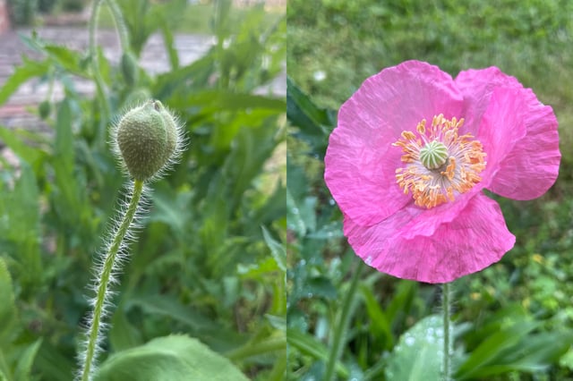 First poppy of the season just popped – Reddit Post