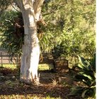 Weeds under Leopard tree