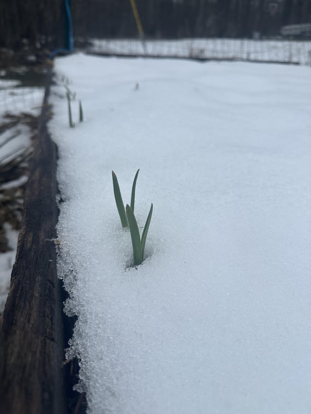 Little garlics pushing their way up through the snow ❤️ – Reddit Post