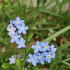 Is this forget me nots?