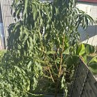 Please help! 🙏🏻 Does anyone know what has caused this to my Peach tree??