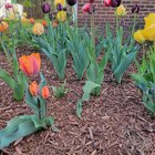 After 3 years of failing to get bulbs in the ground in time, I finally have tulips blooming and they are 100% worth the wait 😍😍😍 – Reddit Post