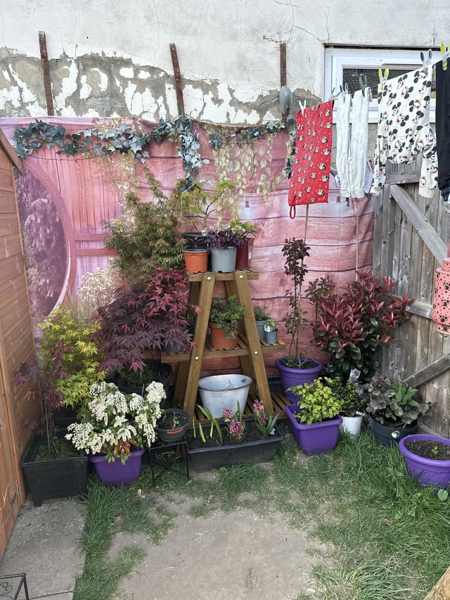 Added some levels to my garden now just need to invest in some nicer pots