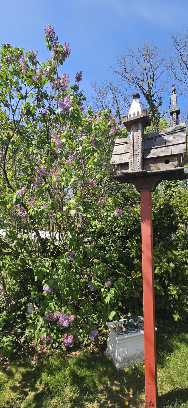 My family’s Lilacs are in bloom. That’s my signal of it finally being Spring. – Reddit Post