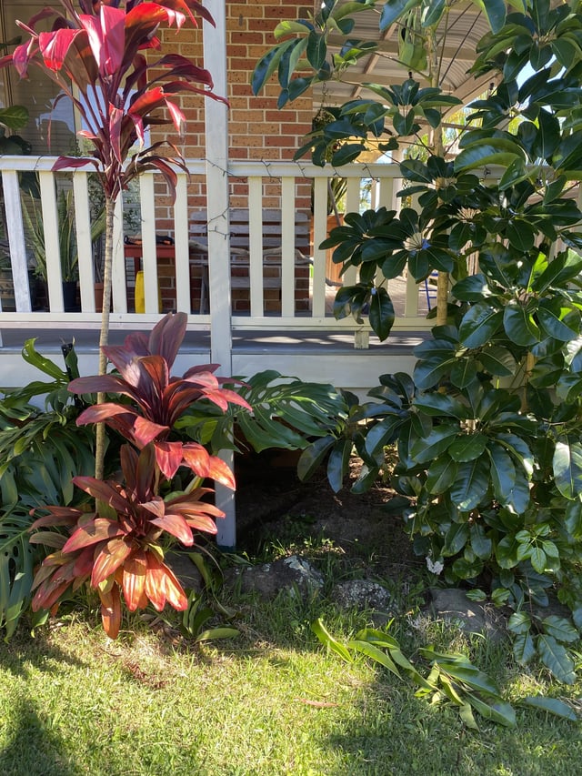 Monstera post for growing upwards