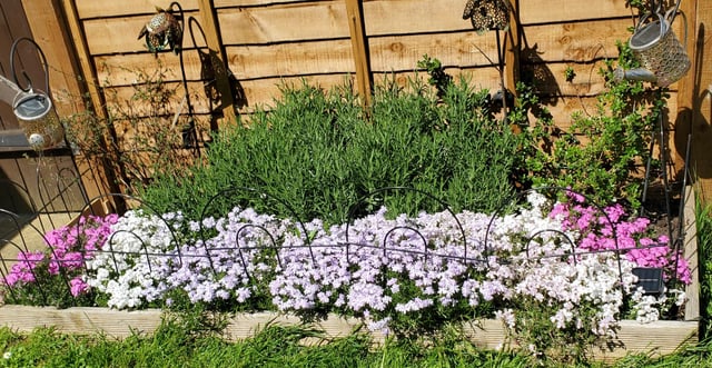 First flowering for my phlox!