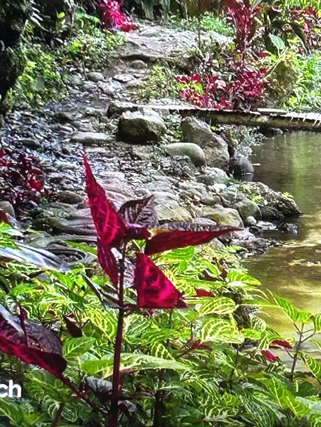 What kind of plant is this red plant in photo?