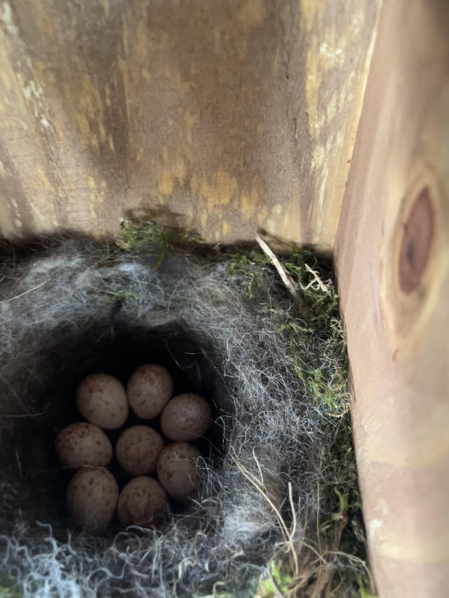Birdhouse has a tenant!