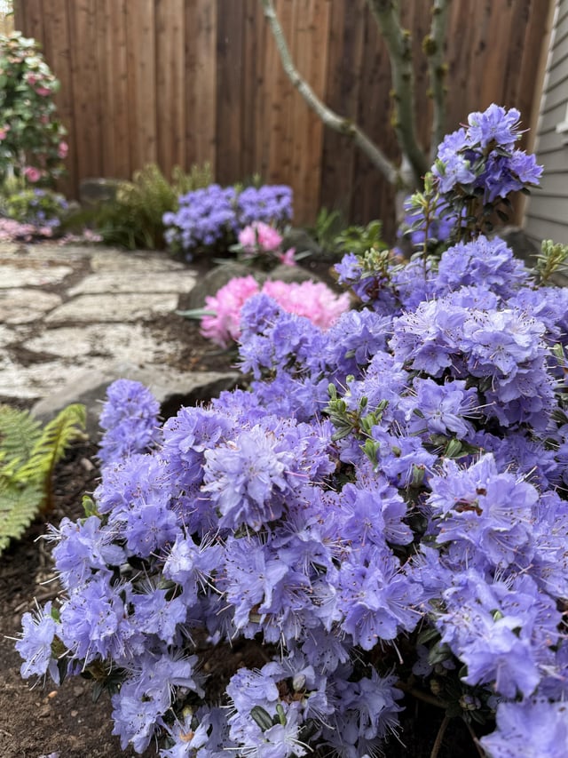 Cotton candy blooms 🌸🦋 – Reddit Post