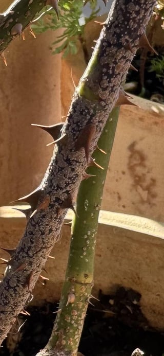 Scale on Roses