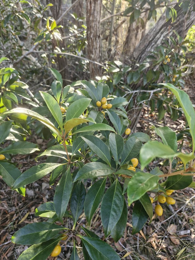 Can anyone help me ID this plant?