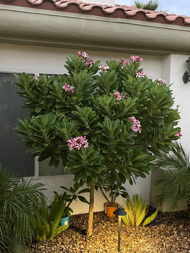 Happy little trees – Reddit Post