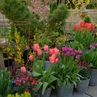 All the tulips are blooming and at their peak. Terrace Garden !!