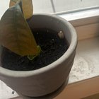 Help there’s a fungi in my mango pot