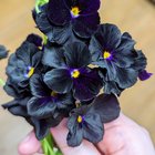 Black pansies starting to really show off 😍🖤 – Reddit Post