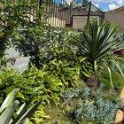What can I do to help these Murrayas?
