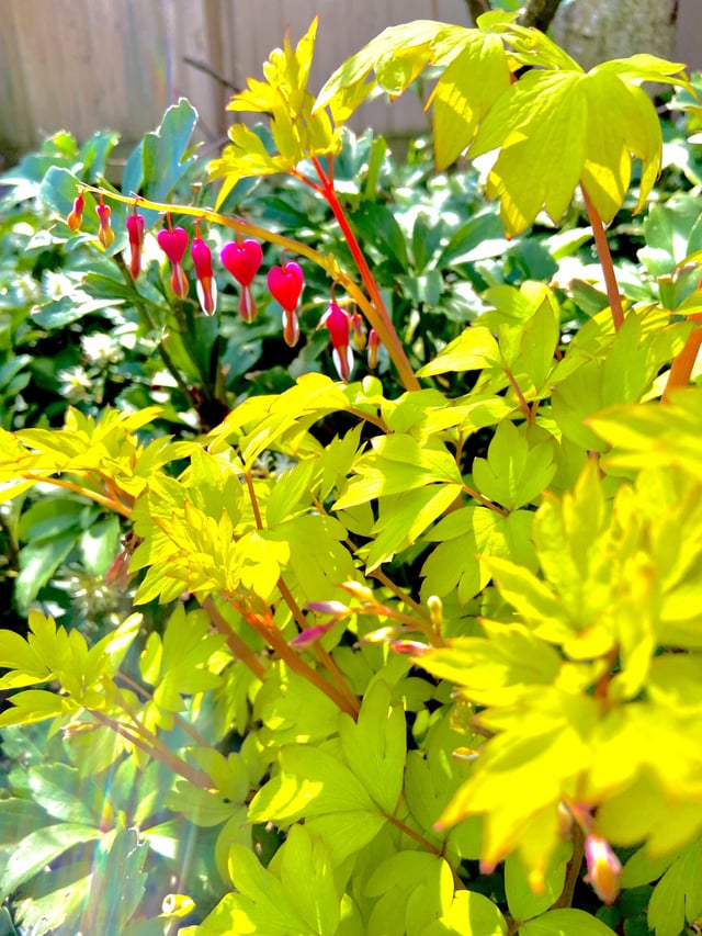 Appreciation post: my gorgeous bleeding heart has bloomed ♥️ – Reddit Post