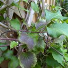 Clematis help