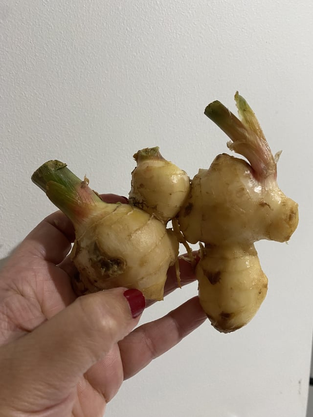 Could I plant this ginger in Melbourne, and would it grow?