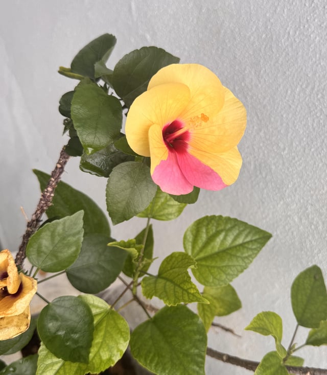This is the first time I’m seeing a dual colour in my hibiscus. It looks like someone didn’t finish their dye job 😂 – Reddit Post
