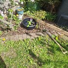 Mini (and I mean mini) wildlife pond