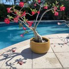 My desert rose – Reddit Post