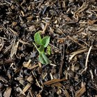 Alright brain trust, what’s this sprouting in my lasagna garden that I haven’t planted anything in?